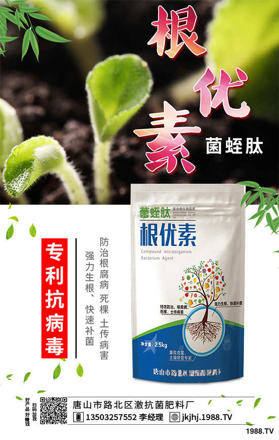 白菜霜霉病是如何引起的？有哪些危害？白菜霜霉病的預(yù)防措施