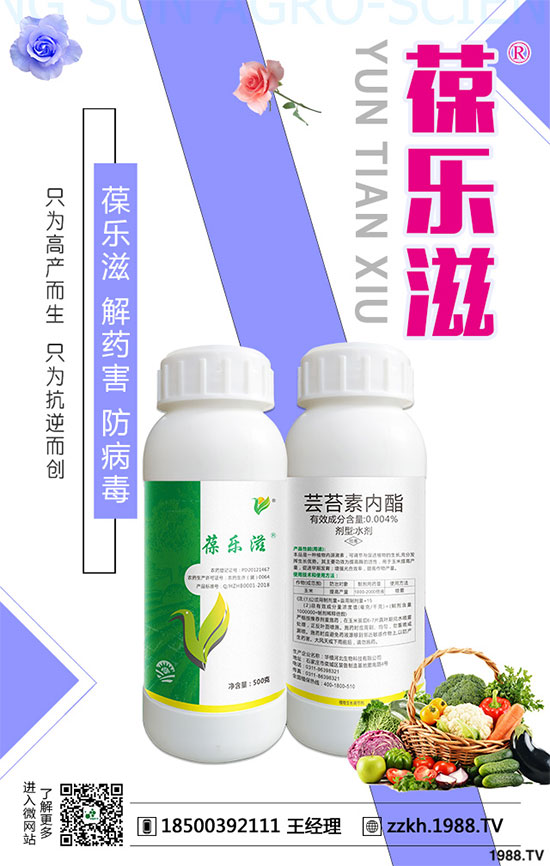 花椰菜黑腐病危害有哪些？花椰菜黑腐病的防治措施！