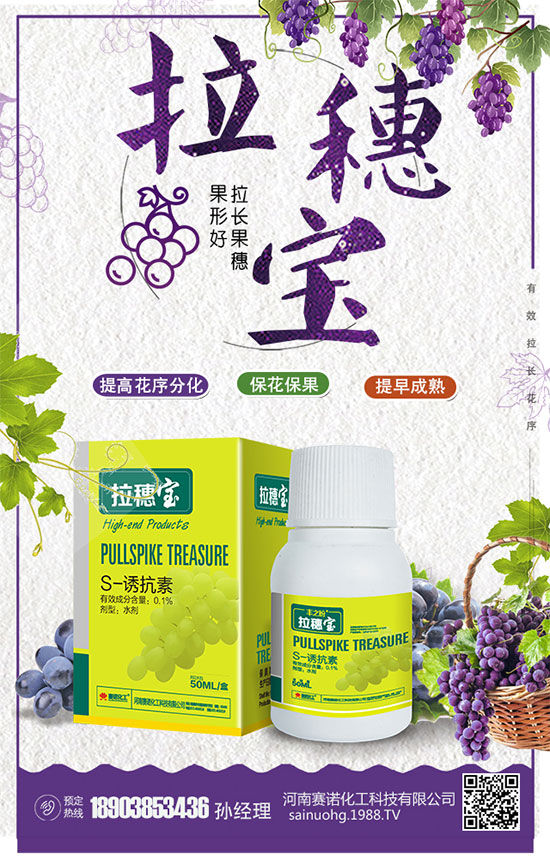 洋蔥什么時間種植？洋蔥的品種及高產(chǎn)種植方法！