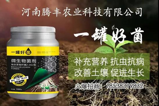 葛根種植幾年可以賣，高產(chǎn)葛根種植方法！