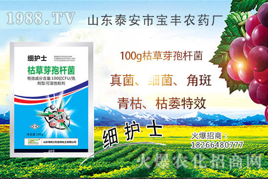     作物萎蔫、干枯，多半是發(fā)生了青枯??！青枯病VS枯萎??！教你鑒別難治病害！