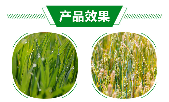 薊馬、跳甲生物制劑-薊甲3號-悅地豐生物_05