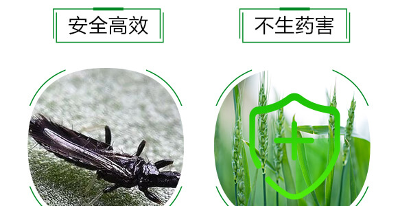 薊馬、跳甲生物制劑-薊甲3號-悅地豐生物_06