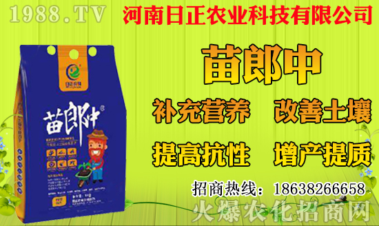 菠蘿種植多久結(jié)果？一年結(jié)幾次果？菠蘿種植技術(shù)要點(diǎn)！