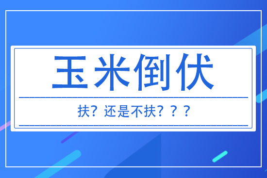 玉米倒伏到底扶不扶？ 答案來了！