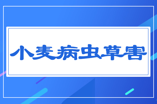 小麥病、蟲、草害