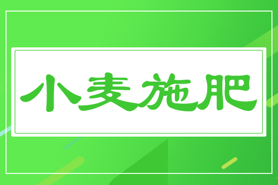 小麥?zhǔn)┓? style=