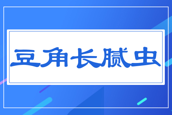 豆角長(zhǎng)膩蟲(chóng)