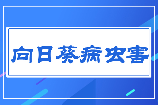 向日葵主要病蟲害