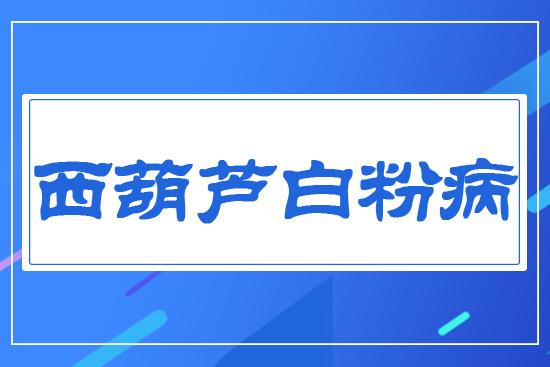 西葫蘆白粉病