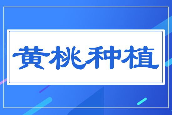 黃桃種植