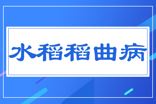 水稻稻曲病