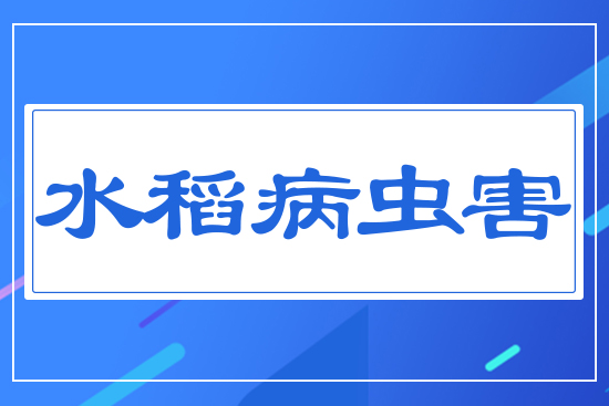 水稻病蟲(chóng)害