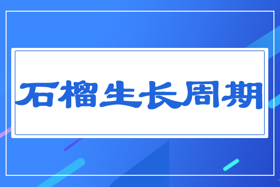 石榴生長(zhǎng)周期