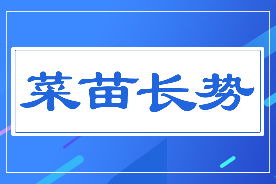 菜苗長(zhǎng)勢(shì)