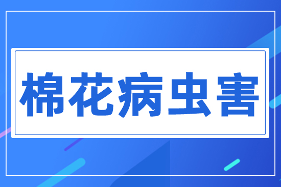 棉花重大病蟲(chóng)害