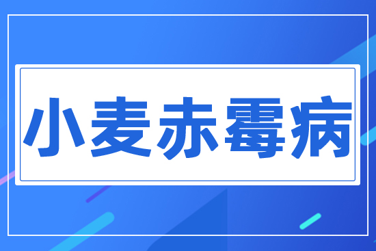 小麥赤霉病