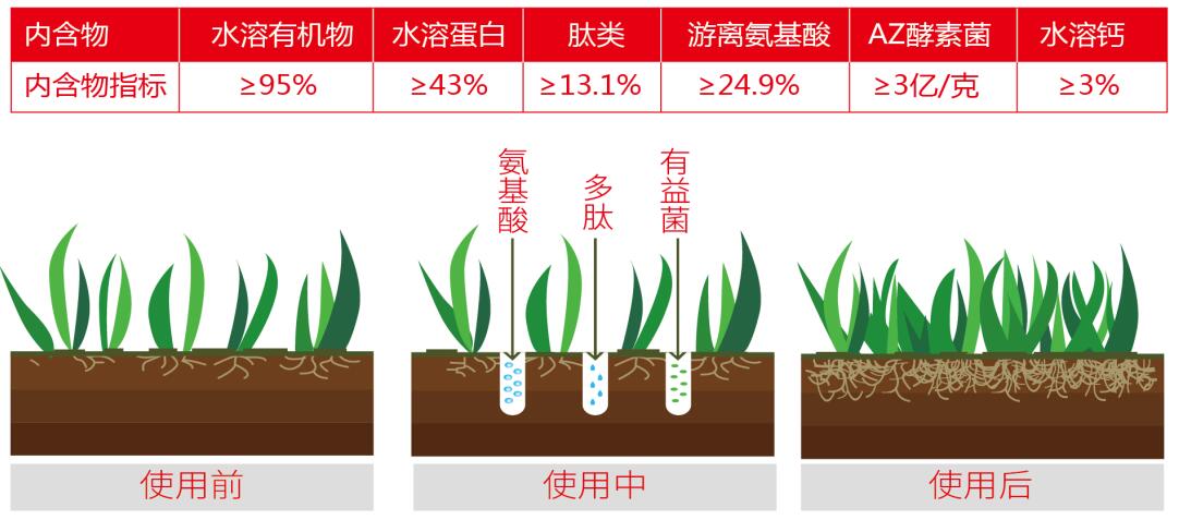 氨基酸多肽酵素