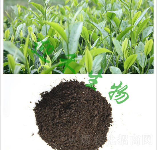 茶樹(shù)專(zhuān)用肥-迎禾生物