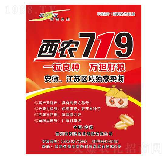 西農(nóng)719小麥種子-碩悅農(nóng)業(yè)