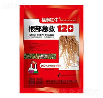 根部急救120-福泰紅牛